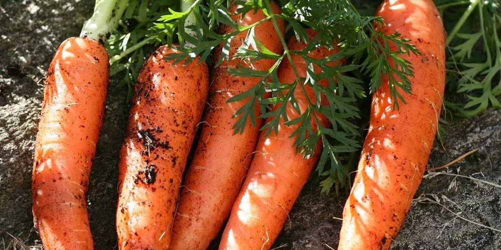 organic carrots